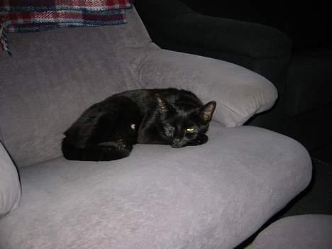 Europé Plet billede 2