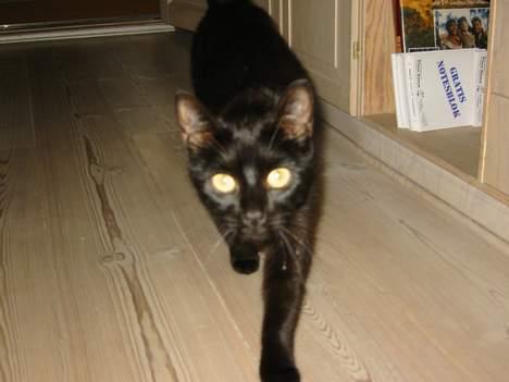 Europé Plet billede 3