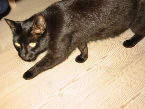 Europé Plet billede 4