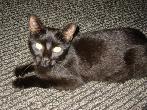 Europé Plet billede 5