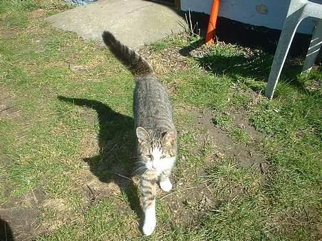 Blanding af racer Albert billede 1