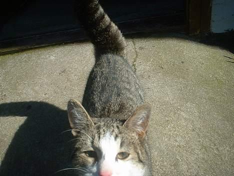 Blanding af racer Albert billede 2