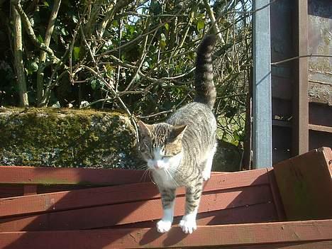 Blanding af racer Albert billede 3