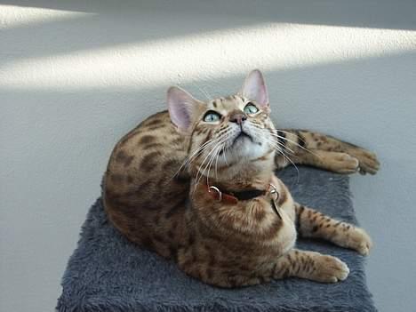 Bengal Luke Skywalker billede 1