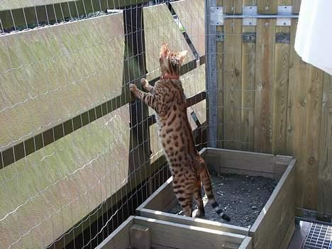 Bengal Luke Skywalker billede 2