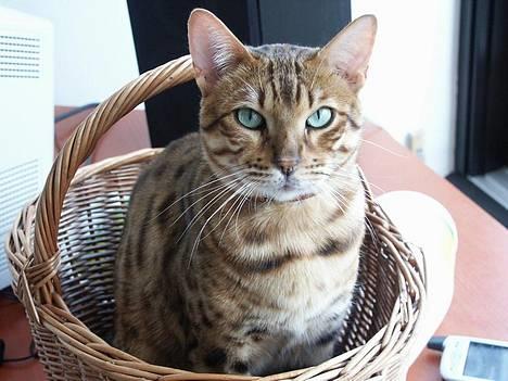 Bengal Luke Skywalker billede 3