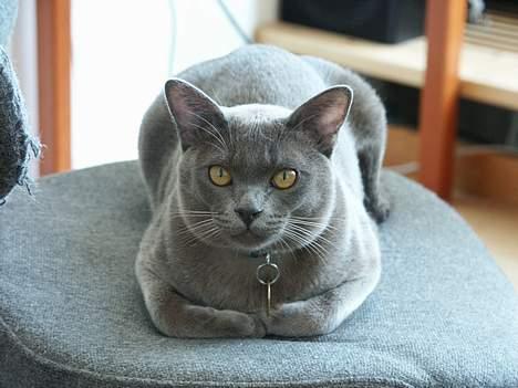 Burmeser Yakshi billede 1