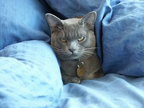 Burmeser Yakshi billede 2