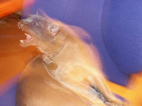 Burmeser Yakshi - vampyrkatten... billede 3