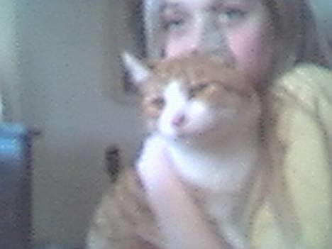 Blanding af racer Tornado billede 4