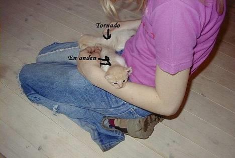 Blanding af racer Tornado - Så er Tornado kun 2 uger gammel! billede 7