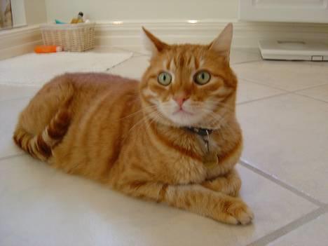 Blanding af racer Benjamin billede 1