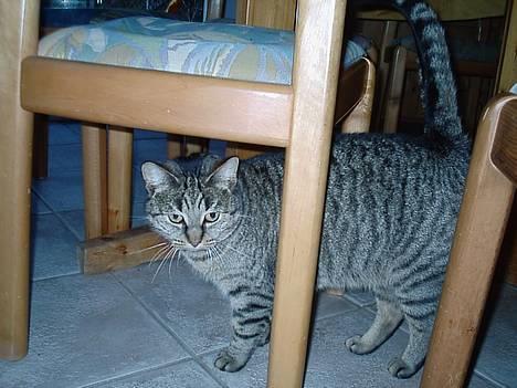 Blanding af racer Mis 3 ( Misse Mor) DØD billede 6