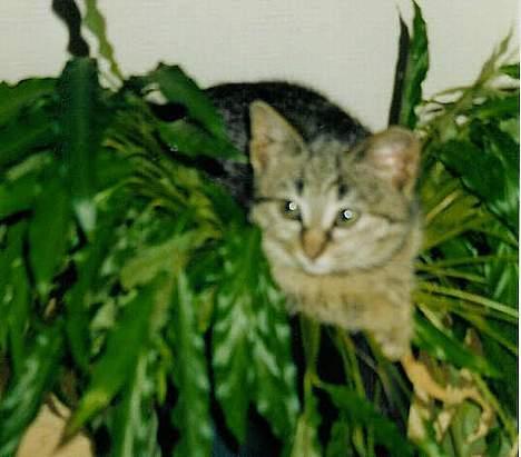 Blanding af racer Mis 3 ( Misse Mor) DØD - her er jeg som lille billede 7