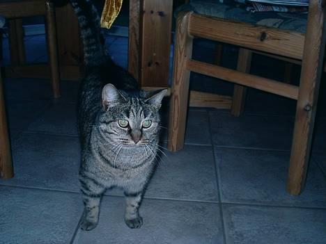 Blanding af racer Mis 3 ( Misse Mor) DØD - og igen  billede 8