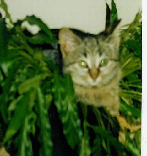 Blanding af racer Mis 3 ( Misse Mor) DØD - jeg var et lille pus billede 9