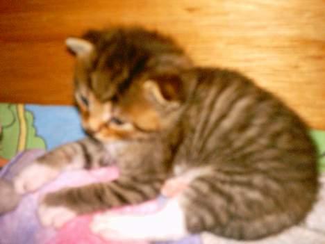 Blanding af racer luky - LILLE LUKY  billede 1