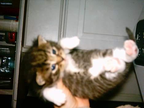 Blanding af racer luky - HEJ ALLE SAMMEN SÅ STOR ER LILLE JEG. billede 2