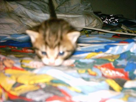 Blanding af racer luky billede 3