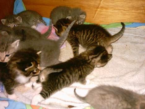 Blanding af racer luky billede 4