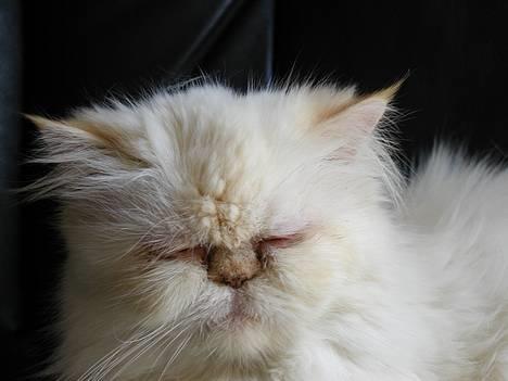 Perser Rositta af Præstegården - Rositta slapper af billede 1