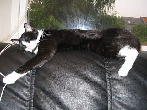 Blanding af racer Midde - Midde´s foretrukne måde at sove på :) billede 1