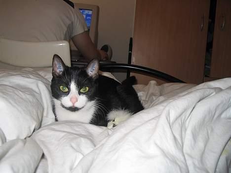 Blanding af racer Midde - "morar ikke alle de billeder" billede 2