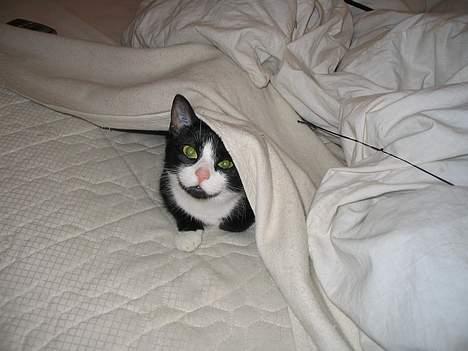 Blanding af racer Midde - Middes ynlingsleg "angrib under legenet" billede 3