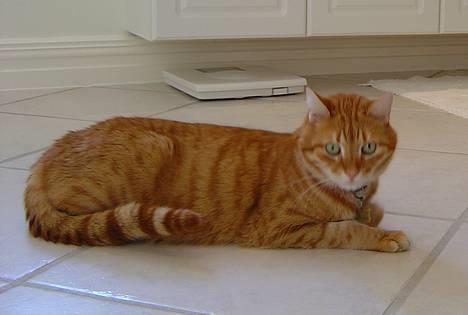 Blanding af racer Benjamin billede 2