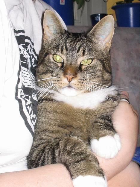 Blanding af racer / Maine Coon Tjalfe DØD - Ny billede. Det er et af de bedste billeder af ham. Hvad synes I?? billede 1
