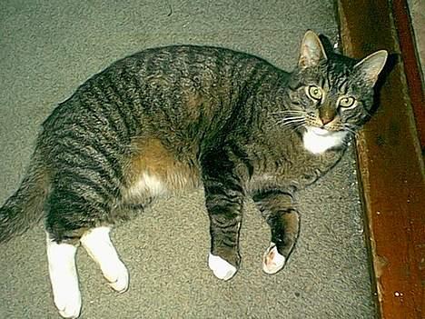Blanding af racer / Maine Coon Tjalfe DØD - Tager mig lige en slapper. billede 2