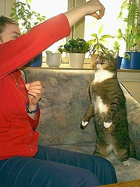 Blanding af racer / Maine Coon Tjalfe DØD - Giv mig det så. billede 3