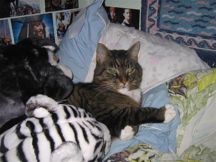 Blanding af racer / Maine Coon Tjalfe DØD - Tjalfe der leger bamse. billede 4