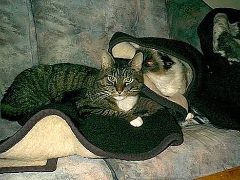 Blanding af racer / Maine Coon Tjalfe DØD - Han ved ikke hun er der, det er derfor hun kan snuse til ham. billede 7