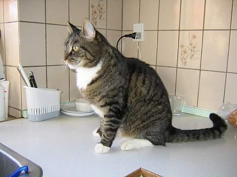Blanding af racer / Maine Coon Tjalfe DØD - Så står jeg model igen. billede 8