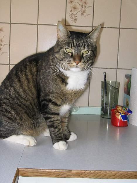 Blanding af racer / Maine Coon Tjalfe DØD - Sagde du noget til mig?? billede 9