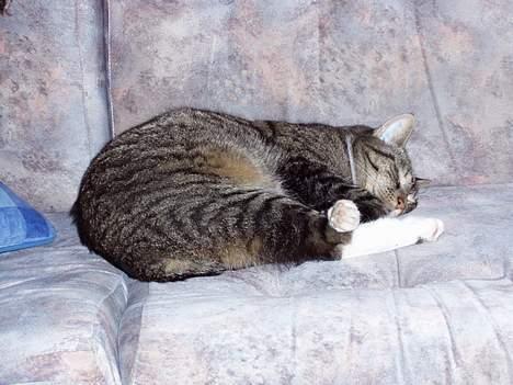 Blanding af racer / Maine Coon Tjalfe DØD - Lad mig nu sove, jeg er jo ikke en gang kendt så hvorfor tage alle de billeder?? billede 10