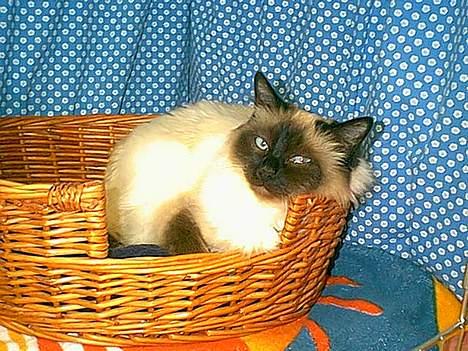 Hellig Birma Funny Miss Fransiska DØD - Roskilde Dyreskue 2002. billede 8