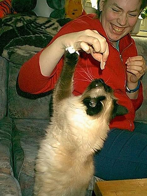 Hellig Birma Funny Miss Fransiska DØD - Giv mig den, ellers tager jeg den selv. billede 9
