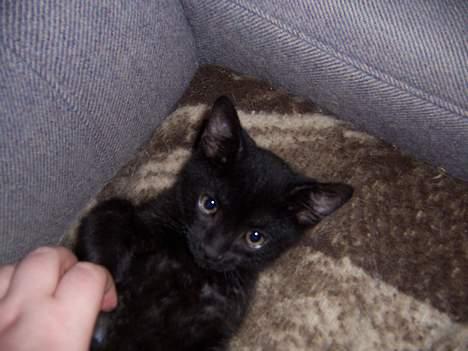 Blanding af racer Thorkild - Det er så dejligt at blive nusset på mavsen. billede 1