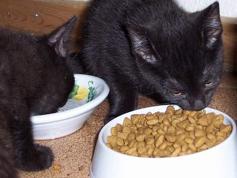 Blanding af racer Thorkild - Mad er godt. billede 2