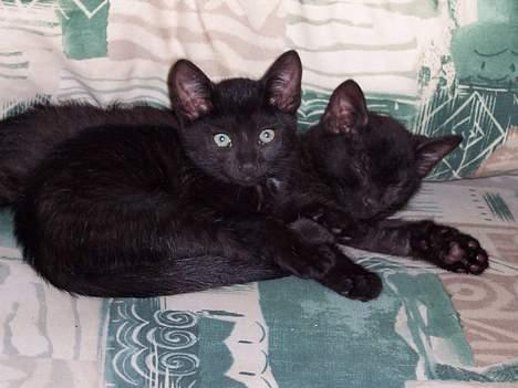 Blanding af racer Thorkild - Man kan sove trygt når lillesøster holder vagt. billede 3