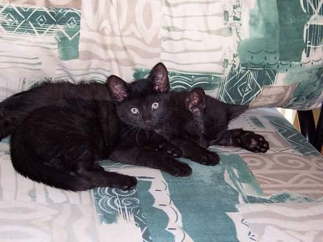 Blanding af racer Thorkild billede 4