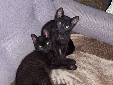 Blanding af racer Thorkild - Her er det Thorkild der ser slatten ud. billede 6