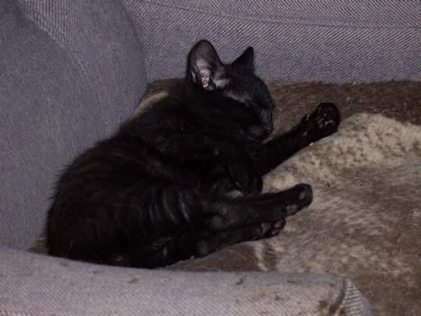 Blanding af racer Thorkild - Nix. Ingen stress her. billede 7