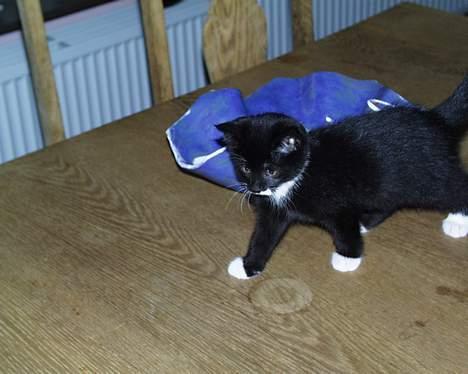 Blanding af racer Sille (død) billede 1