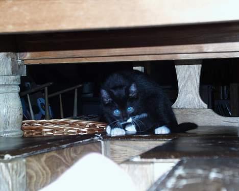 Blanding af racer Sille (død) billede 2