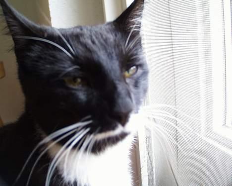 Blanding af racer Sille (død) billede 3