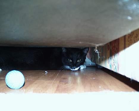 Blanding af racer Sille (død) billede 4