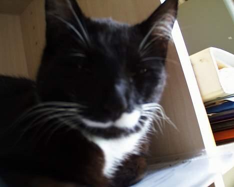 Blanding af racer Sille (død) billede 5